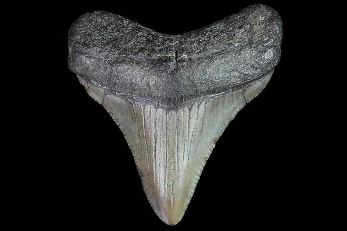 Juvenile Megalodon Tooth - South Carolina #74266